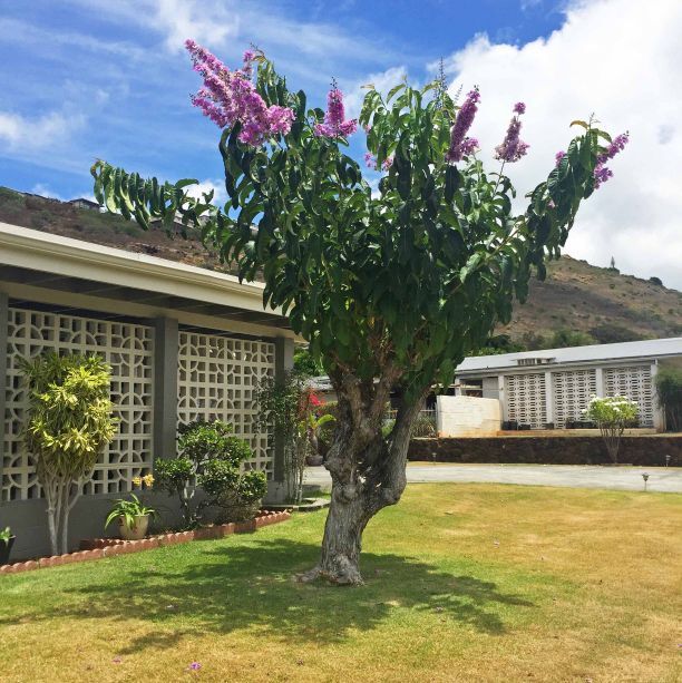 tree-service-oahu.jpg